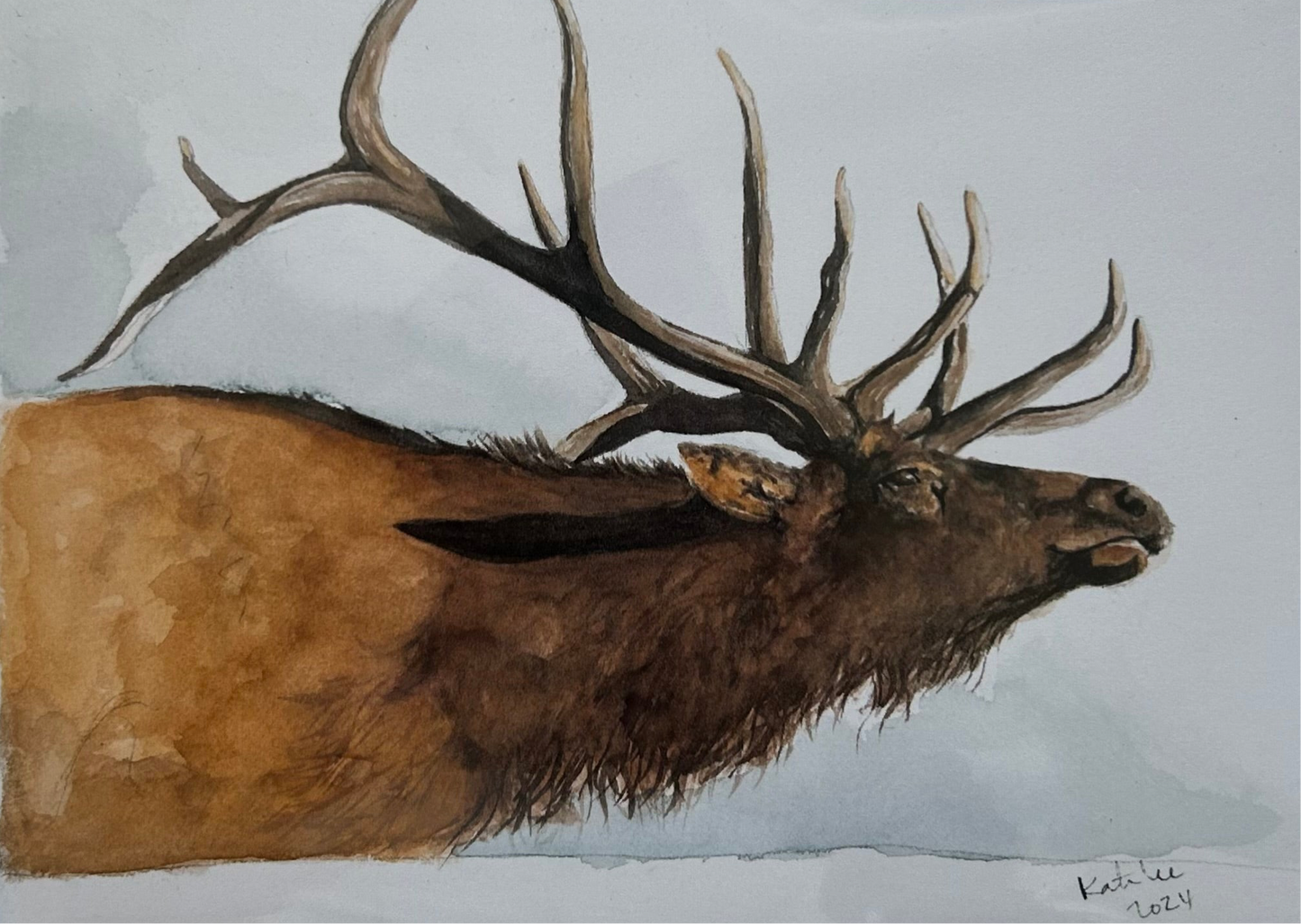 Elk 5x7