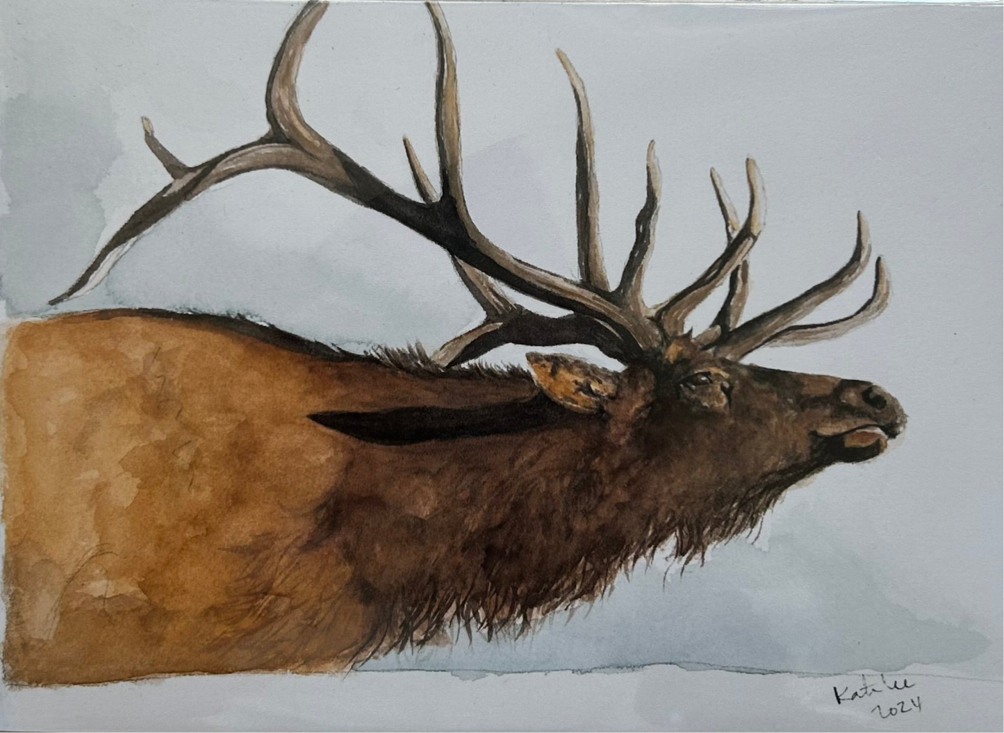 Elk 8x10