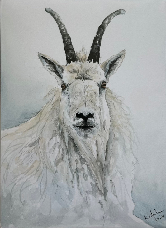 Mountain Goat 8x10